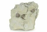 Plate of Partial Trilobite (Kaskia) Fossils - Illinois #251245-1